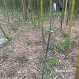 街头漫步｜雨后的竹园[调皮]