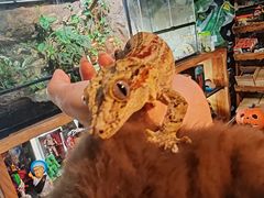 -抱暴龙爬宠·异宠·撸宠撸爬主题馆(大学路店)