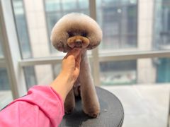 -爱宠屋pet shop·宠物洗澡·宠物美容