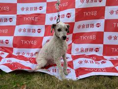 -帝京日语(春熙路旗舰校区)