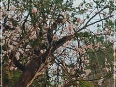 -北京大学燕东园