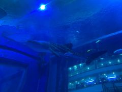 -成都浩海立方海洋公园