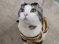 -猫大福·Fortune Cat猫舍(百子湾店)