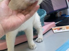 -纳吉亚猫专科动物医院博雅分院