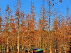 -白鹭湾湿地公园