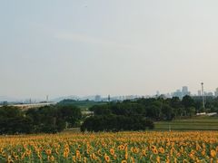 -光明小镇欢乐田园