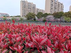 -高东镇樱花园