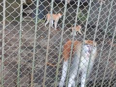 -深圳野生动物园