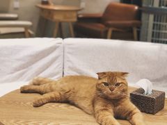 -藏猫猫咖啡主题馆(中央大道店)