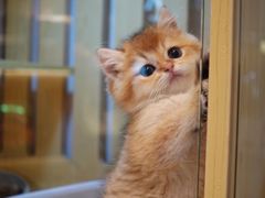 -momokira米努特·德文卷毛猫·棉花面纱犬