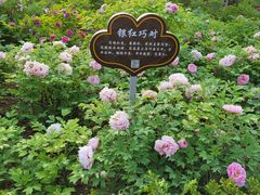 -洛阳市隋唐城遗址植物园
