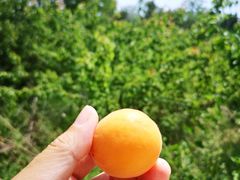 -燕北云山·农家菜·灶台鱼(密云溪翁庄店)