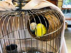 -上席擂茶·新中式青年茶馆(古城店)