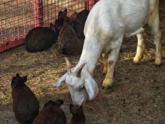 -J Create城市露营咖啡·简餐·宠物(上海动物园店)