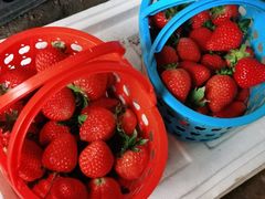 -田趣农庄草莓采摘园