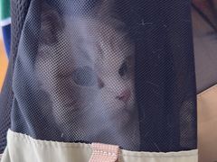 -萌兽医馆·宠物医院·猫骨科(创景店)