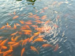 -长春市南湖公园