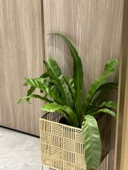 -云南吴氏嘉美医疗美容医院