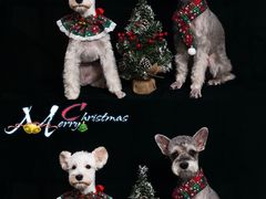 -宠爱国际动物医院· 猫科· 外科·中兽医(长白店)