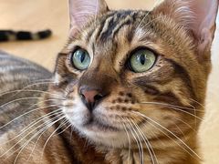 -猫腻·猫咖·撸猫馆(星光大道店)