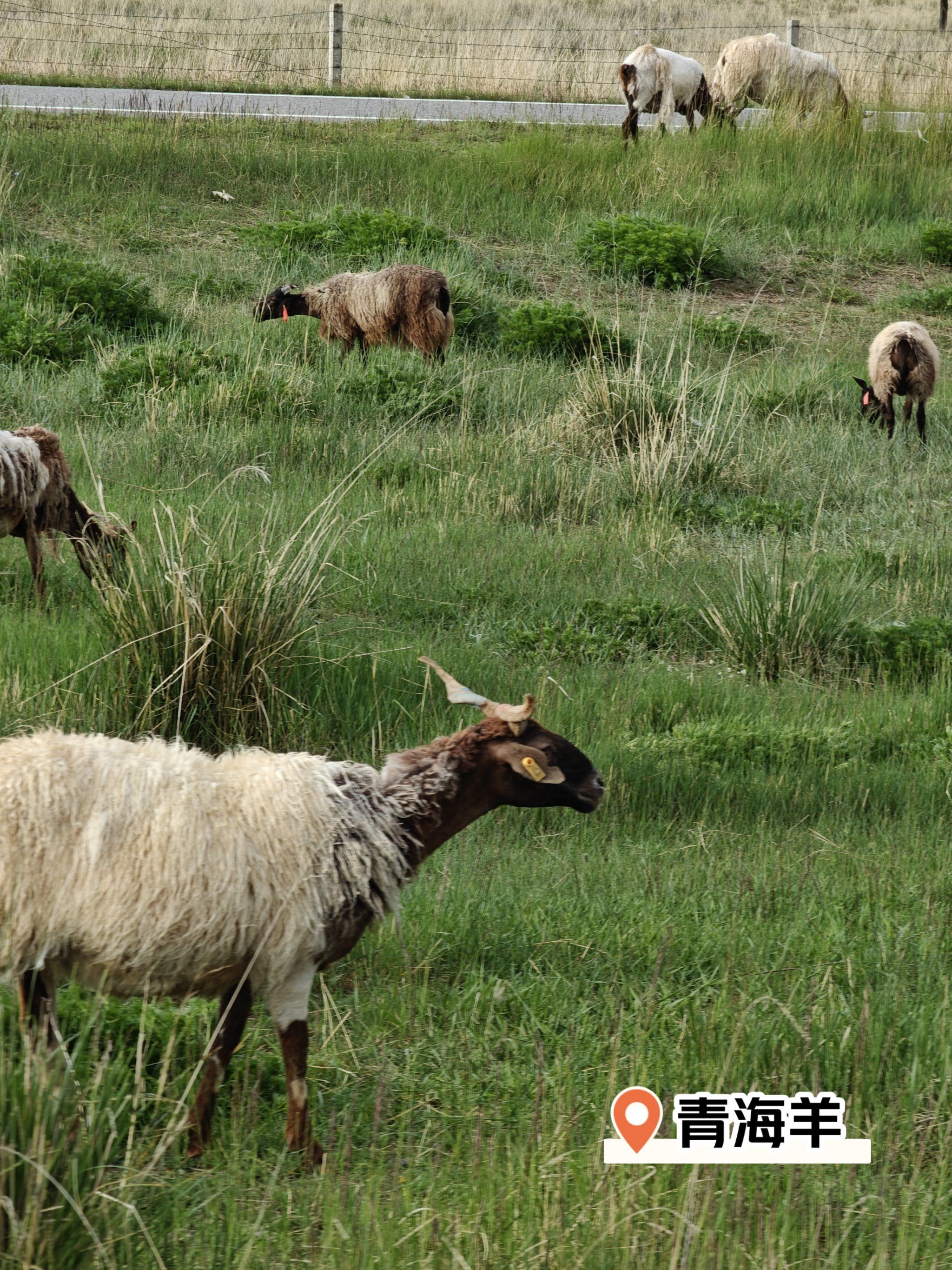 青海|暴雨中着急回家的羊羊们