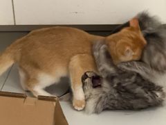 -屋虎猫馆(宝安大仟里店)