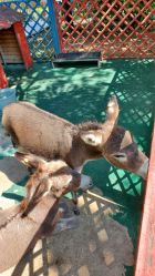 -萌宠亲子动物乐园(槐房万达店)