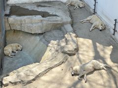 -大连森林动物园