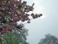 -武汉大学-樱园