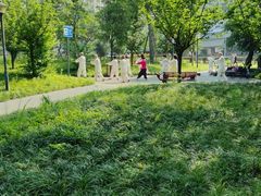 -神仙树公园