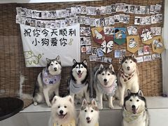 -星多哈·狗咖·拼豆·咖啡