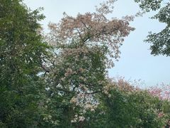 -梧桐山风景名胜区