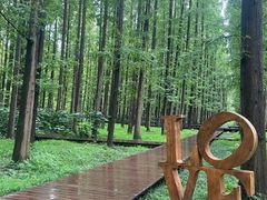 -黄海国家森林公园