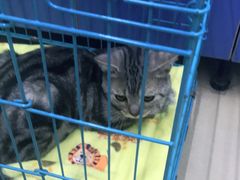 -瑞派动物医院·猫专科·至诚(江南中分院)