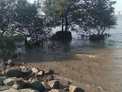 -宝安西湾红树林湿地公园