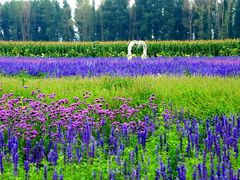 -北京东方普罗旺斯薰衣草庄园