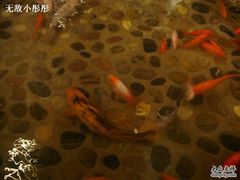 鱼儿-松子料理(亮马桥店)
