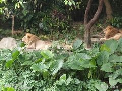 -广州长隆野生动物世界