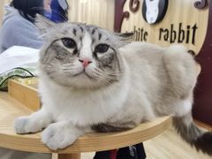 -白兔子密室(长寿路店)