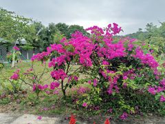 -东莞植物园