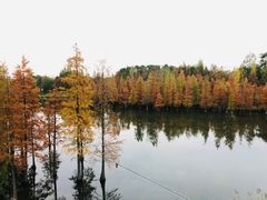 -白鹭湾湿地公园