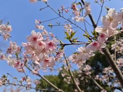 -顾村公园