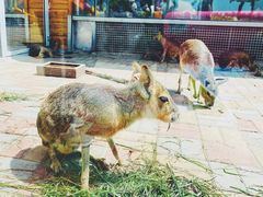 -西霞口神雕山野生动物世界