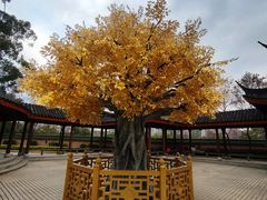 -广东圆玄道观
