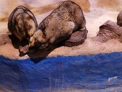 -正佳雨林生态植物园