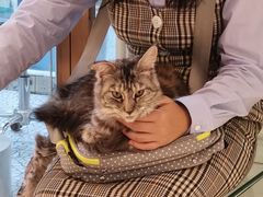 -momokira米努特·德文卷毛猫·棉花面纱犬