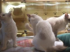 -喵喵咪呀布偶猫咖(春熙路店)