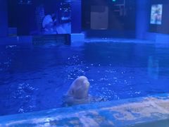 -上海海昌海洋公园-冰山北极馆