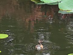 -荔湾湖公园