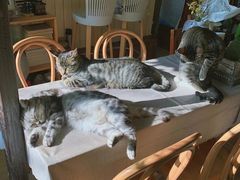 -海边的猫和咖啡馆